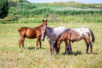 Obraz premium Horses on the pasture landscape in Kazakhstan