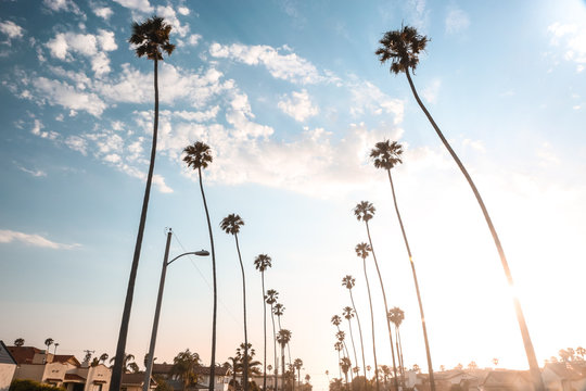 Redondo Beach Palms