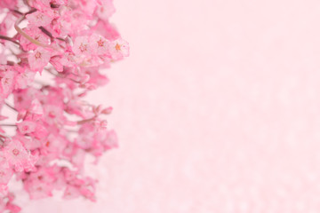 Pink flower on  soft pink paper background.