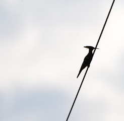 Huppe Fasciée © Antonio