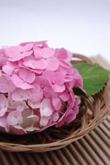 ピンク色のアジサイの和風アレンジメント