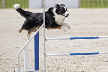berger australien en agility