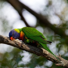 lorikeet