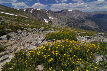 Alpine Avens