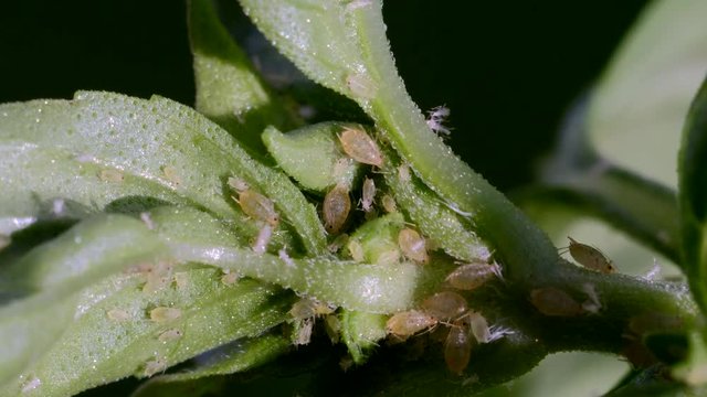 Extreme closeup of green aphids on a basil plant at 3x speed 