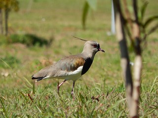 Vanellus Bird 1