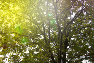 green treetop and green leaf