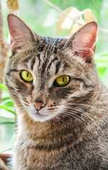 Fototapeta premium European Shorthair cat is sitting on the window sill between potted flowers
