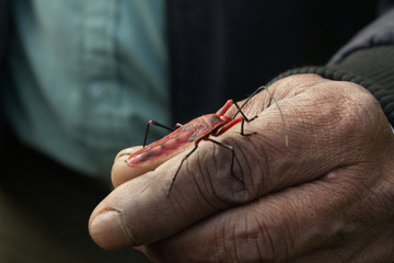 Obraz na płótnie Canvas Hand holding an insect