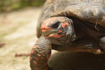 Tortoise Portrait