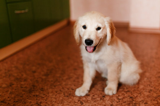 young puppy of a Golden Retriever Labrador retriever performs a command to sit and smiles. Concept of the dog at home, training.