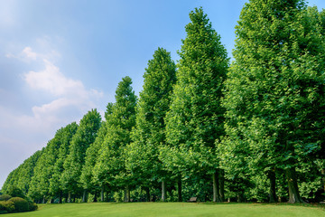 Fototapeta na wymiar プラタナスの木々