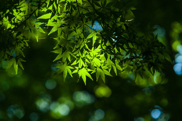 夏の木漏れ日