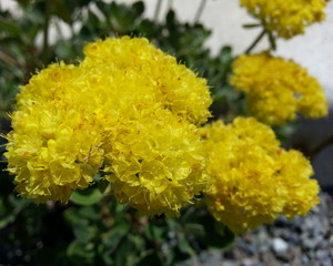 Sulfur Flowered Buckwheat