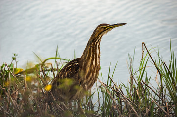 marsh bird