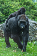 Gorilla and baby, monkey who carries his baby on its back