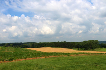 Agriculture, agronomy and farming background. Beautiful typical rural landscape of Wisconsin, Midwest USA, Madison area. Cloudy sky over fields with crops. Harvest concept.