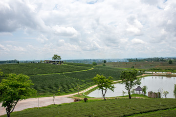 CHIANG RAI, THAILAND - May 26, 2017: Chui fong green tea field, A planatation of Green tea and cafe on top mountain green tea field