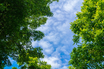 Fototapeta premium Green leaves and the sky