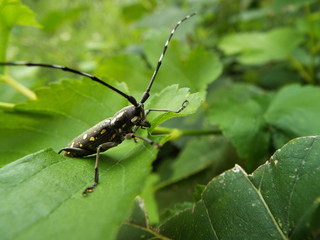 キボシカミキリ longhorn beetle