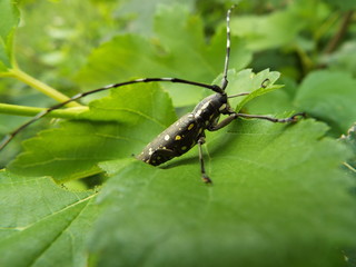 キボシカミキリ longhorn beetle