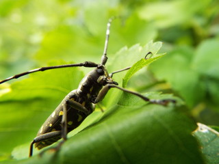 キボシカミキリ longhorn beetle