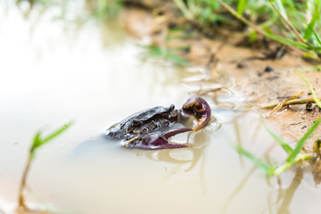 field crab  Playing water