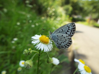 ヤマトシジミ blue