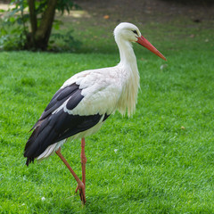 White stork, Ciconia ciconia standing on the grass
