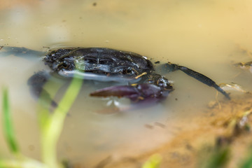 field crab  Playing water