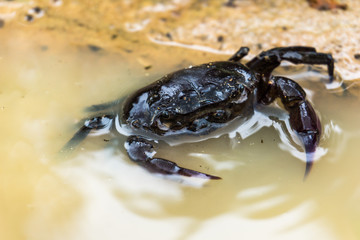 field crab  Playing water