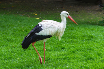 White stork, Ciconia ciconia standing on the grass
