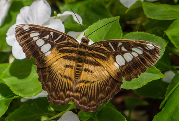 Fototapeta na wymiar Butterfly, Arizona