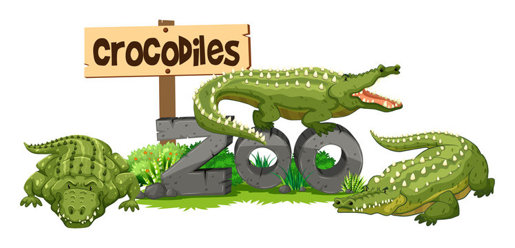 Three crocodiles in the zoo