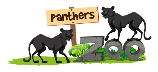 Two panthers in the zoo