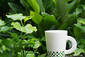 Coffee in the middle of the green leaves in the morning to refresh the coffee.