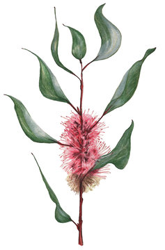 Flowers Hakea, Sea Urchin. Pink flowers clustered on upright stem with grey-green leaves. Single, isolated in portrait format. Pencil drawing.