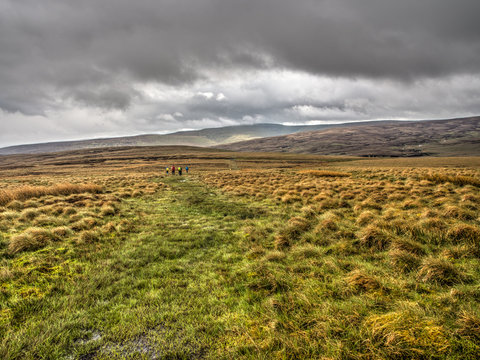 Peat Bog, Cumbria, England