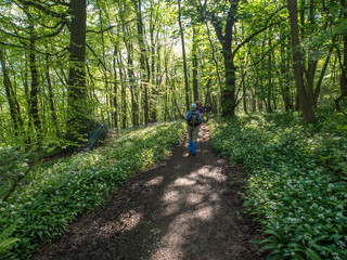 Obraz premium Trail through forest, Yorkshire, England