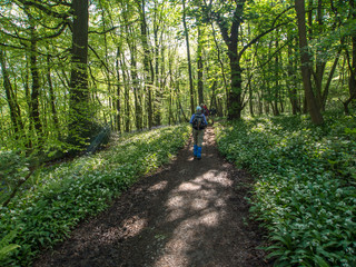 Trail through forest, Yorkshire, England