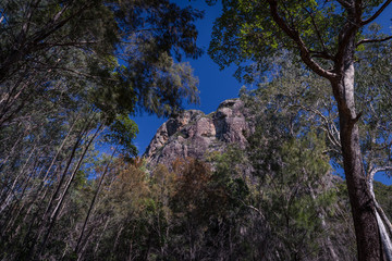 Fototapeta premium Rocky Mt Tibrogargan in Queensland's Glass House Mountains seen through a canopy of gum trees reaching upwards.