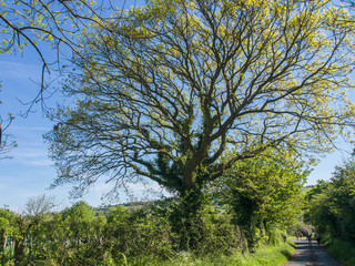 Large tree, Yorkshire, england