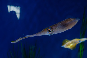 Squid with colorful eyes