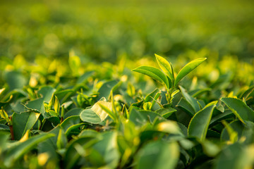 Green tea bud and leaves. Tea plantations
