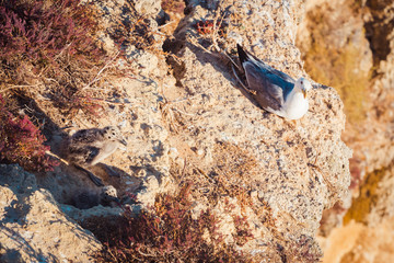 Gull chicks on rock close-up