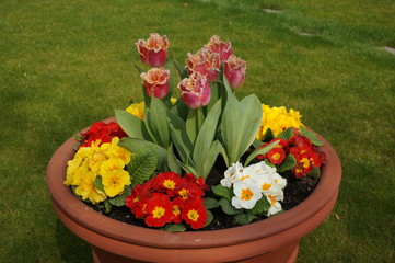 Flowers in pot