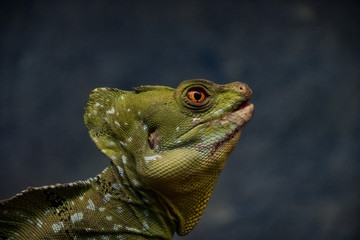 Plumed Basilisk