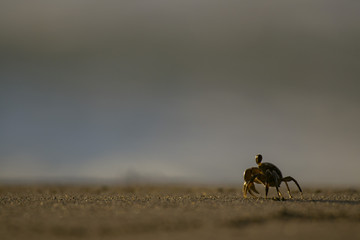 Pallid Ghost Crab