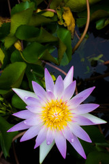 The colorful water lilies are beautiful and refreshing.