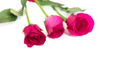 Pink rose with leaves isolated on white background for valentine's day or romantic event.(selective focus)